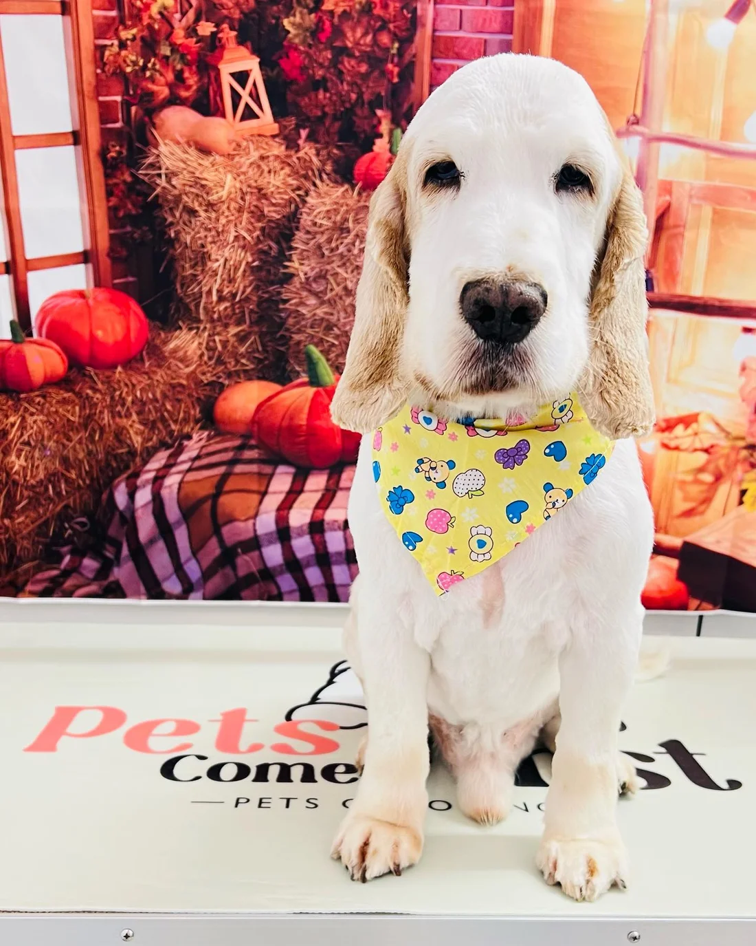 A groomed cocker spaniel at Pets Come First