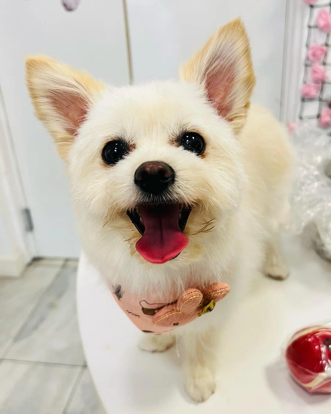 A smiling dog photographed at Pets Come First