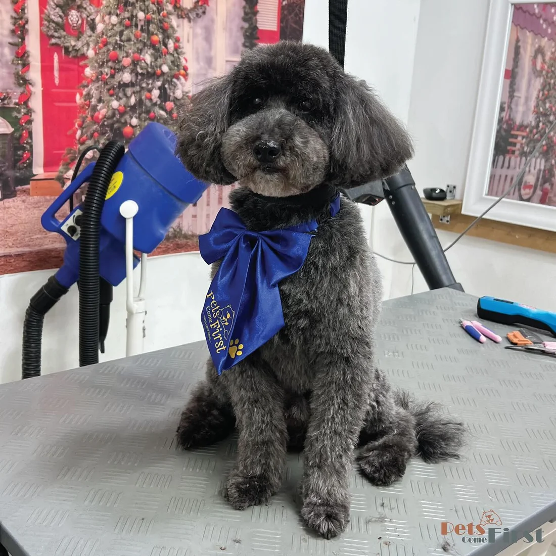 A freshly groomed dark poodle photographed at Pets Come First