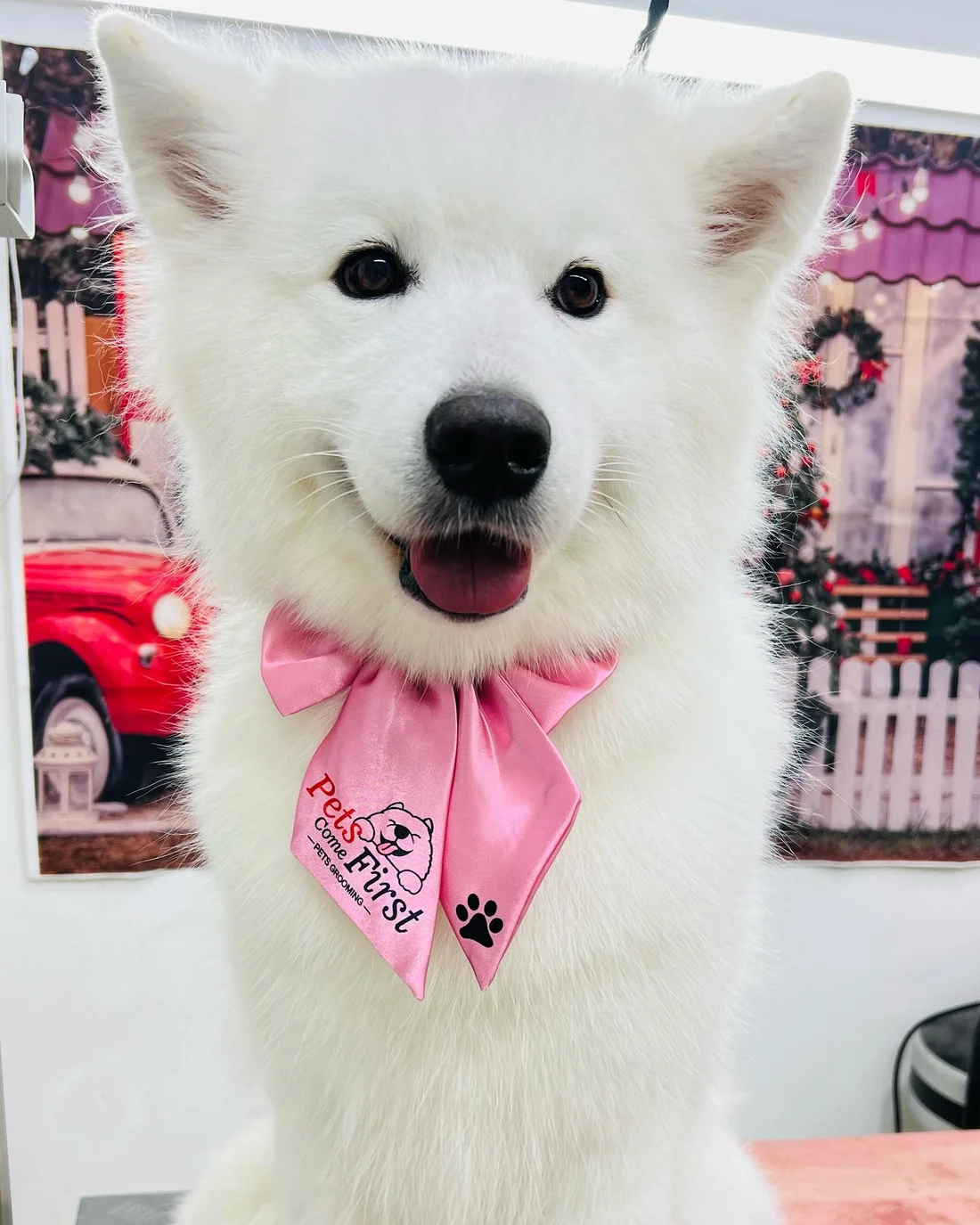 A white dog in the shop’s own pink Pets Come First bandana