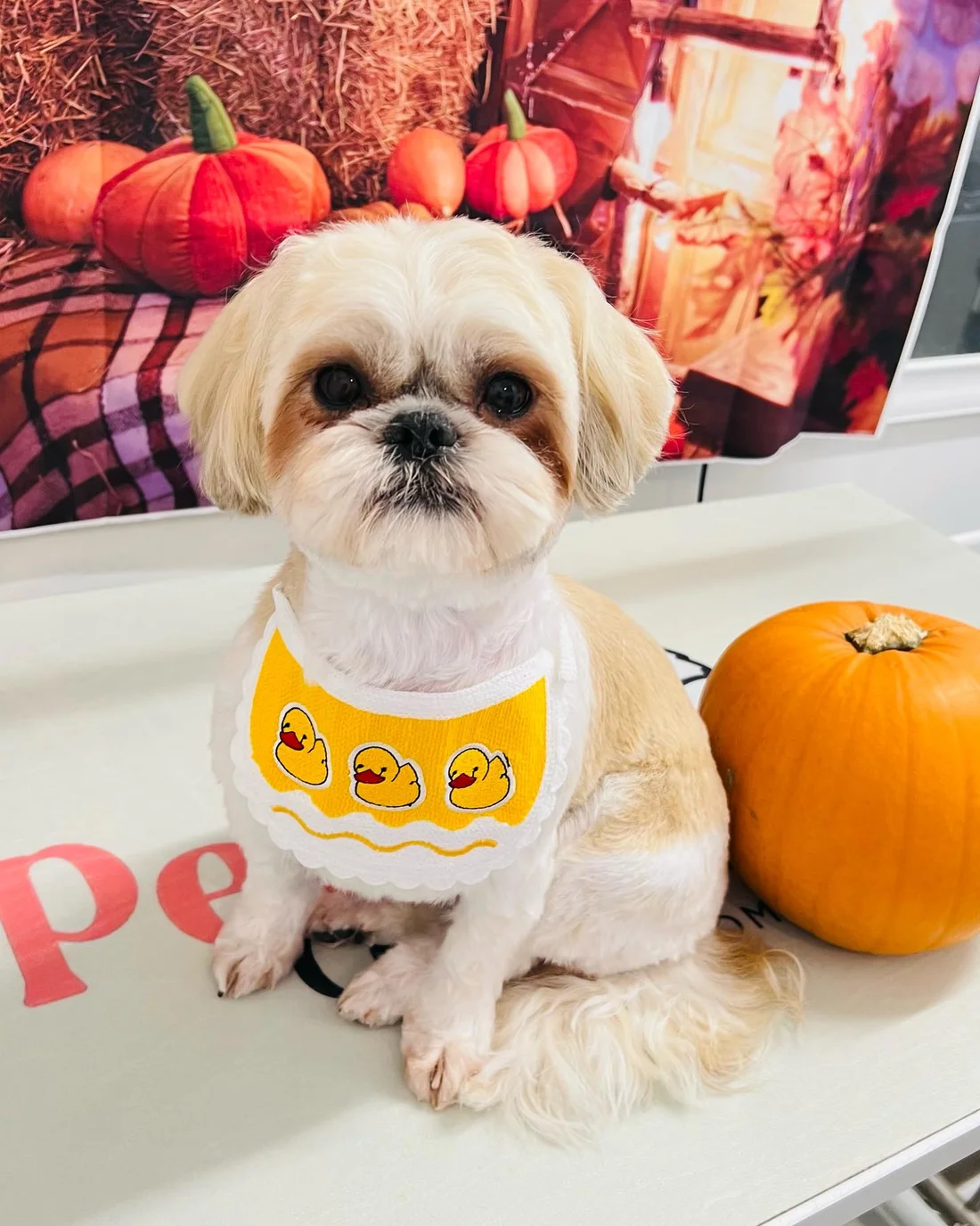 A shih tzu wearing a yellow bandana after its groom