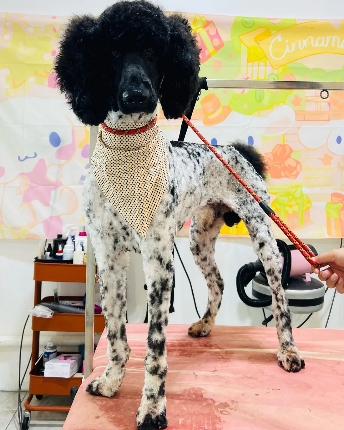 A standard poodle photographed at Pets Come First