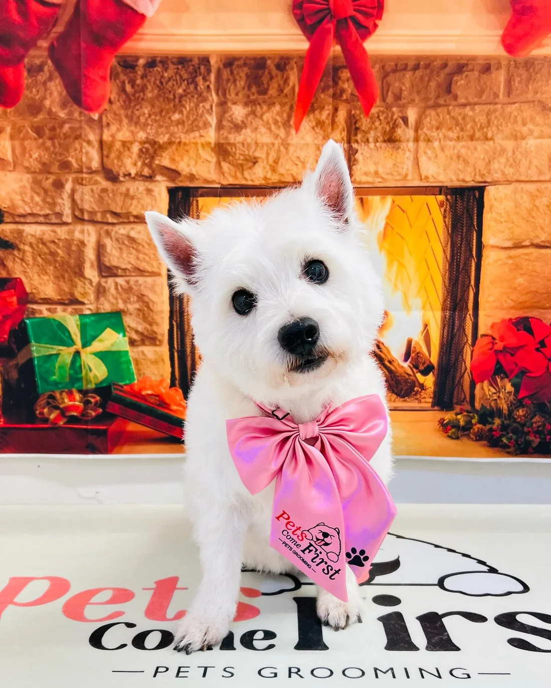 A freshly groomed Westie with a pink bow